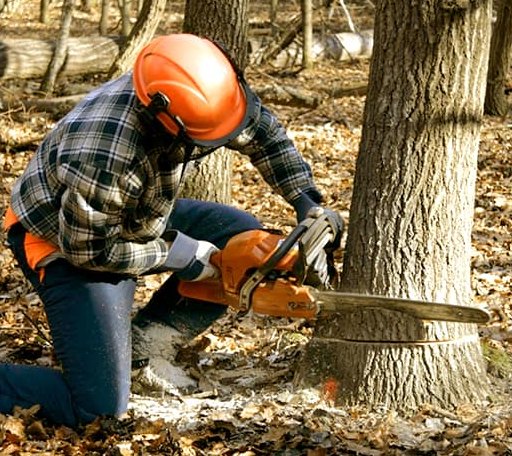 Tree Removal in Manhattan, IL